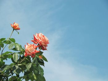 Low angle view of red flowering plant against sky