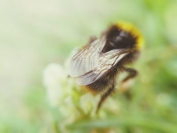 Close-up of bee pollinating flower