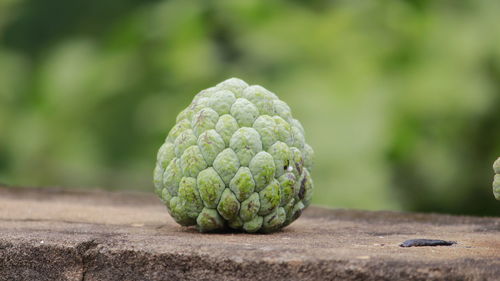 Custard apple on retaining wall