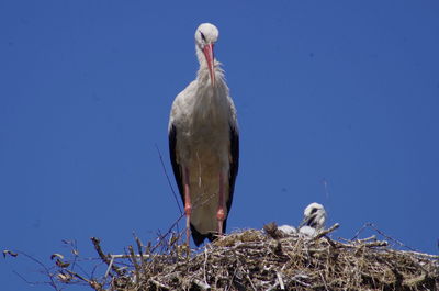 Close-up of birds perching on blue sky