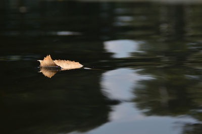 Close-up of duck floating on lake