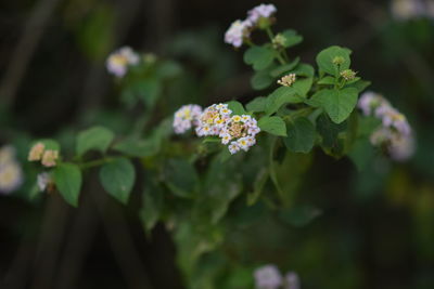 Close-up of flowering plant