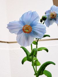 Close-up of white flowering plant against wall