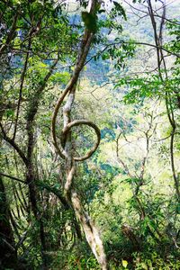 Low angle view of tree