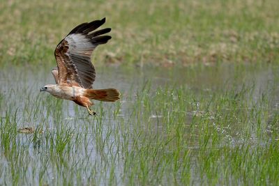 Close-up of eagle flying over field