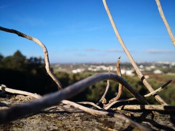 Close-up of barbed wire against sky