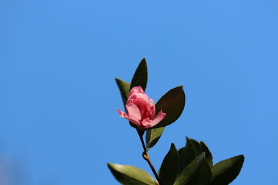 Close-up of pink flower against blue sky