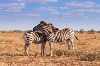 Zebra zebras in a field