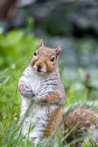 Close-up of squirrel