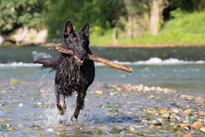 Wet black german shepherd carrying stick in mouth while running in river