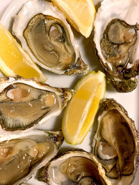 Half dozen of oysters and slices of lemon on a white ceramic plate