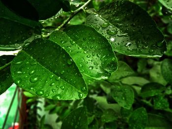 Close-up of wet plant leaves during rainy season