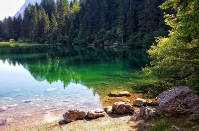 Scenic view of lake in forest