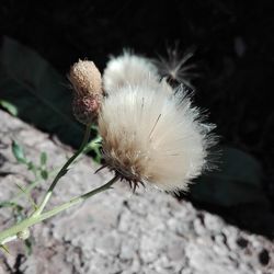 Close-up of white flower on field