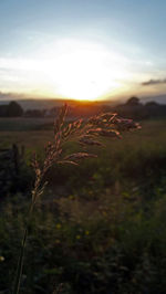 Close-up of plants growing on field against sky during sunset