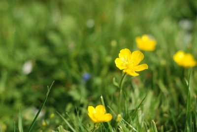 Close-up of yellow flowering plant on field