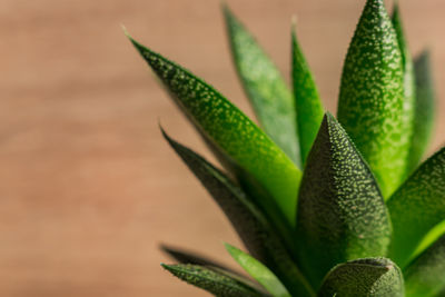 Close-up of succulent plant