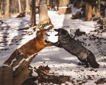 Side view of foxes fighting on snow covered field in forest