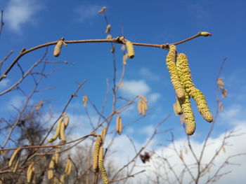 Close-up of insect on branch against sky