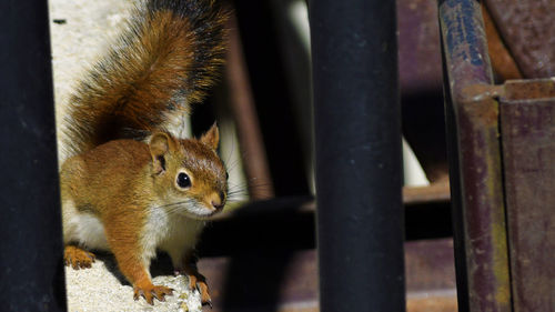 Close-up of squirrel