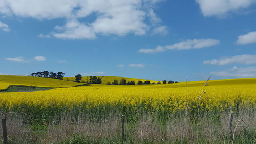 Scenic view of oilseed rape field against sky