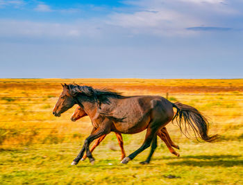 Horse on field against sky