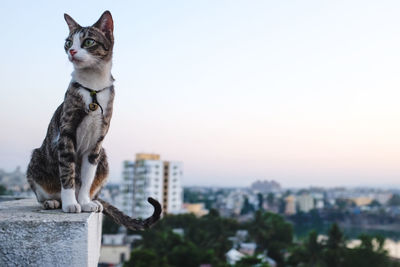 View of a cat on city against sky