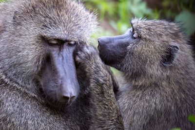 Female grooms male olive baboon in close-up