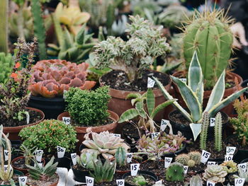 Close-up of fruits for sale