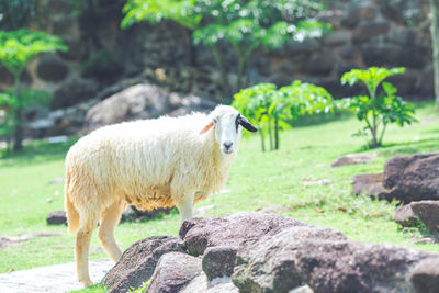 Sheep standing in a farm