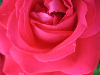 Close-up of pink rose