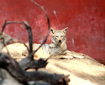 Portrait of lizard