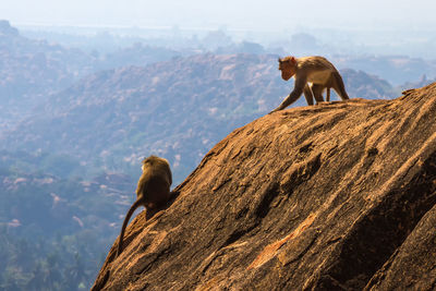 Monkeys on rock against sky