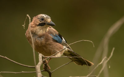 Close-up of bird perching on branch
