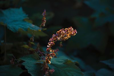 Close-up of green leaves on flowering plant