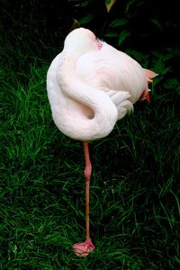 Close-up of flamingo standing on grass