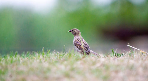 Close-up of bird perching on a field