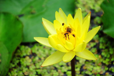 Close-up of bee pollinating on yellow flower