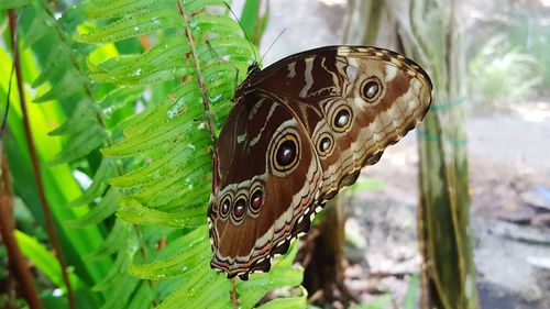 Close-up of butterfly on leaf