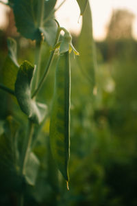 Close-up of green plant