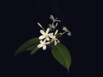 Close-up of white flowering plant against black background