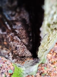 Close-up of moss on rock