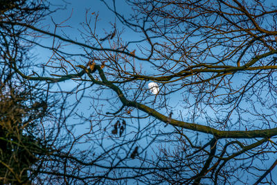 Low angle view of bare tree against sky