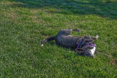 High angle view of dog on field