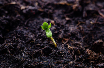 Close-up of green plant growing on field