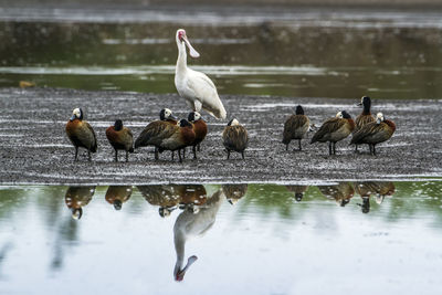 Flock of birds at lakeshore