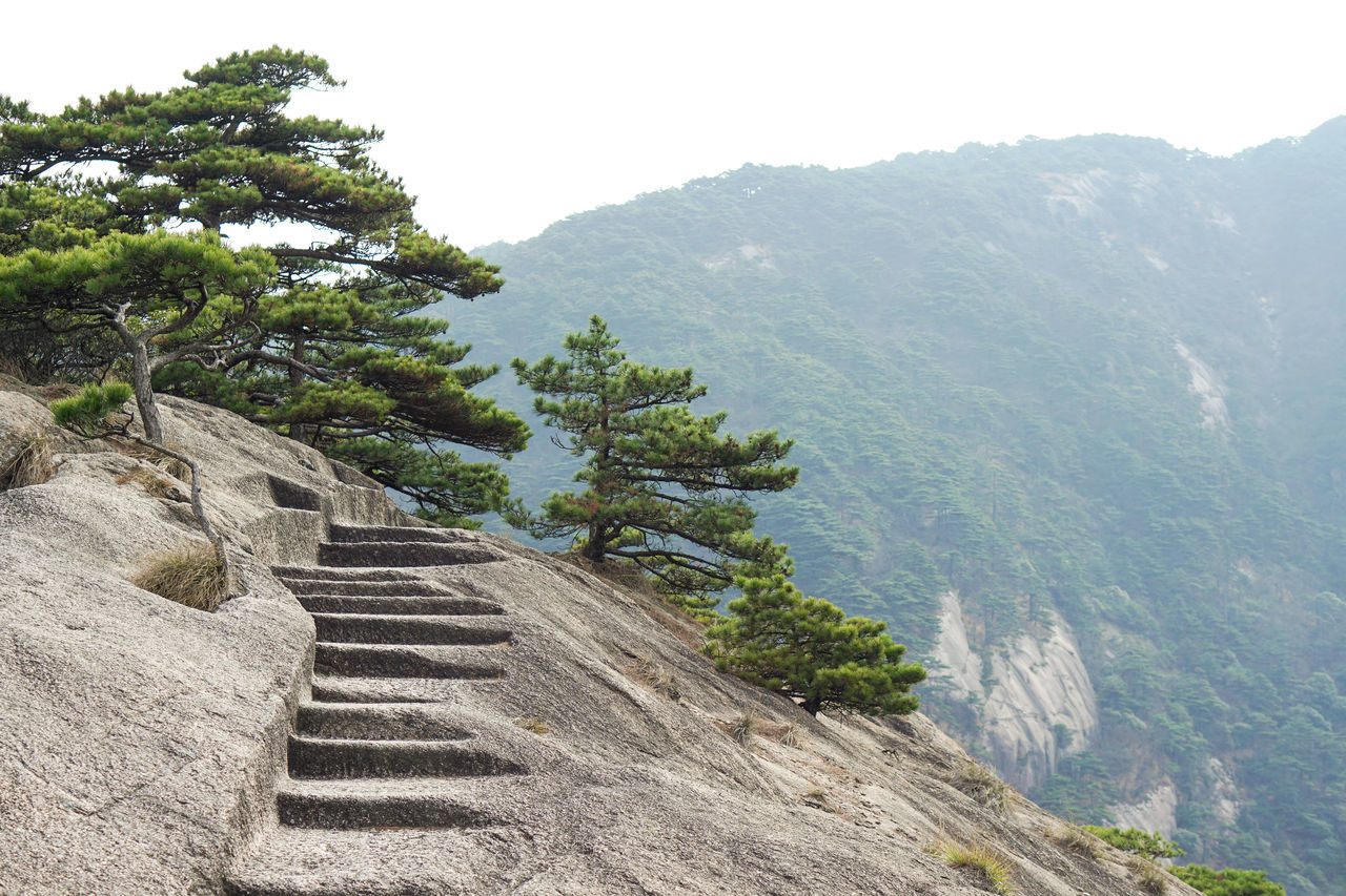 tree, mountain, plant, scenics - nature, nature, beauty in nature, ridge, tranquility, environment, mountain range, land, day, tranquil scene, no people, landscape, rock, sky, travel destinations, non-urban scene, travel, outdoors, staircase, architecture, adventure, forest, trail, pinaceae, tourism, terrain, coniferous tree, cliff, pine tree, idyllic, history