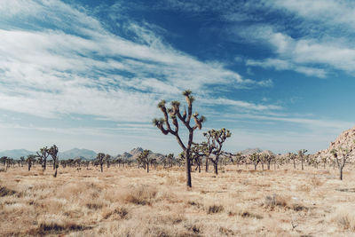 Plants on field against sky