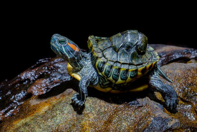 Close-up of turtle on rock