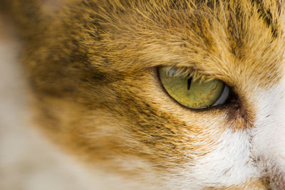 Close-up portrait of cat